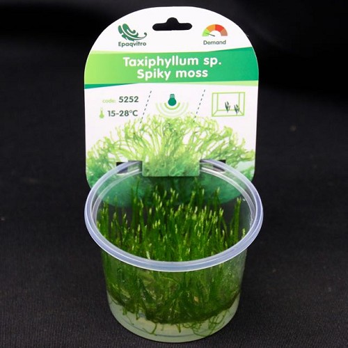 Spikey moss in a cup